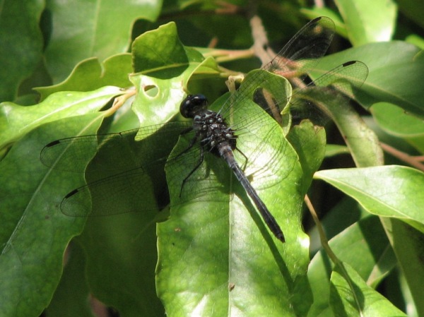 Capung Odonata Sulawesi 8D