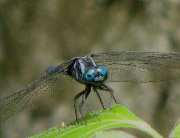 Capung Odonata Sulawesi 8E